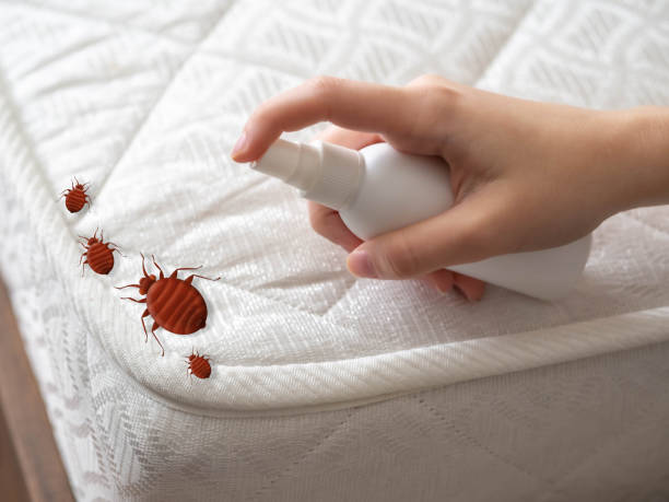 Best Flea Control Services  in Nuevo, CA